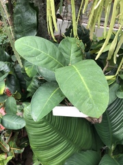 Citrus × pyriformis