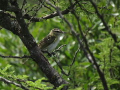 Vireo chivi