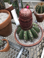 Melocactus