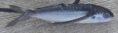 Oceanic Two-Wing Flyingfish photo 2