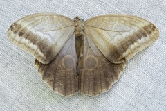 Caligo telamonius memnon