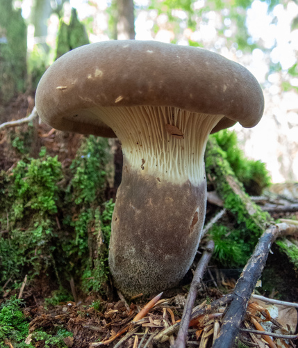 Čechračka tmavohlúbiková (Tapinella atrotomentosa)