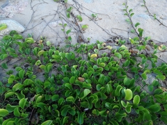 Ipomoea pes-caprae brasiliensis