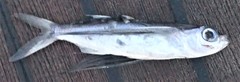 Oceanic Two-Wing Flyingfish photo 3