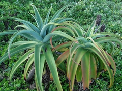 Aloe thraskii
