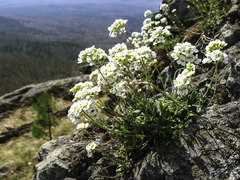 Schivereckia podolica