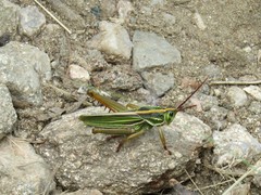 Staleochlora viridicata