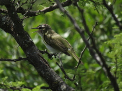 Vireo chivi