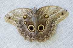 Caligo telamonius memnon