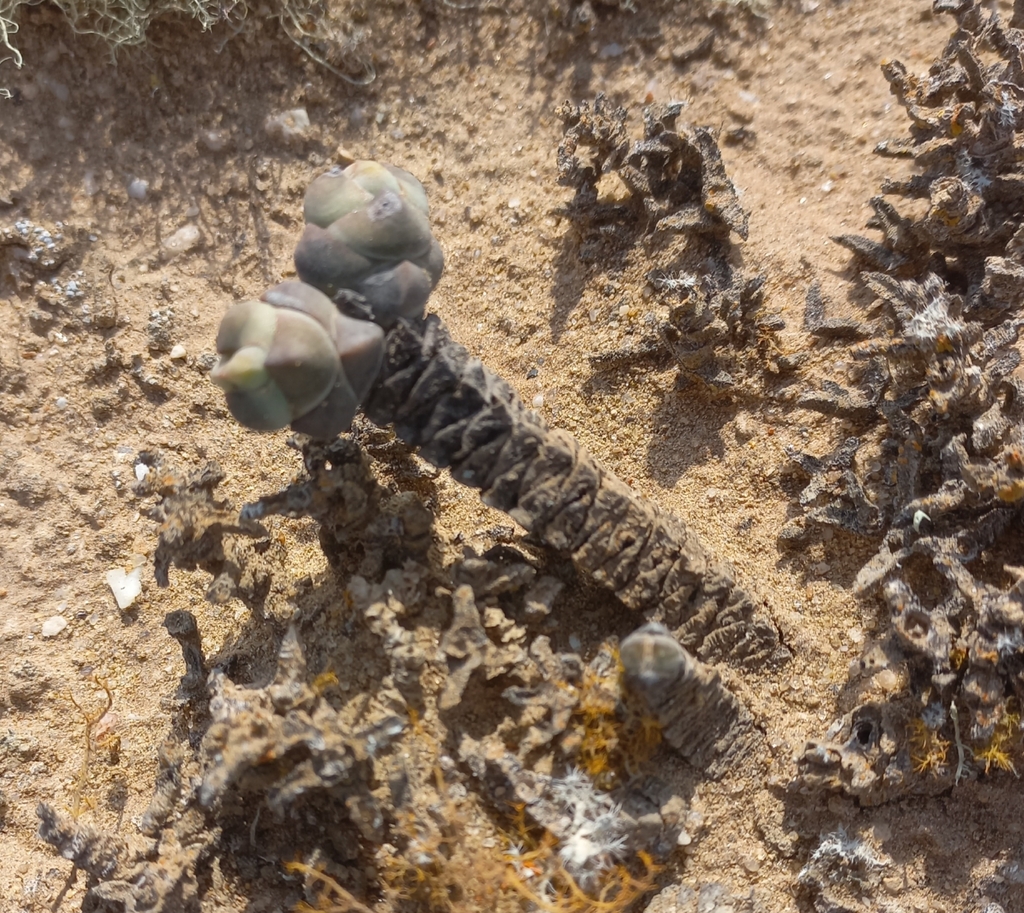 Crassula plegmatoides