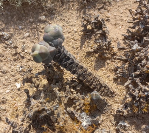 Crassula plegmatoides