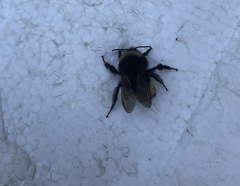 Bombus terricola image