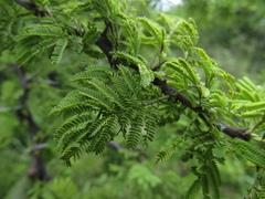 Vachellia caven