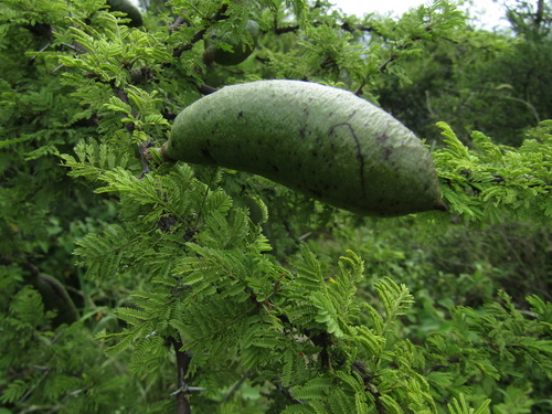 Vachellia caven