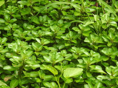 Ludwigia adscendens
