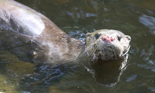 North American River Otter photographed in Michigan