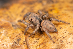 Habronattus formosus