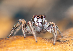 Habronattus formosus