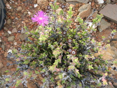 Smicrostigma viride