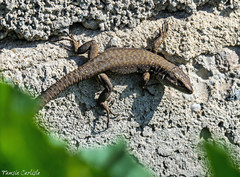 Phoenicolacerta laevis