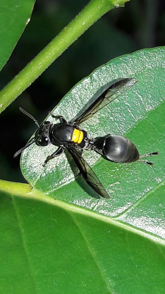 Polybia jurinei