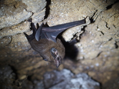 Peropteryx