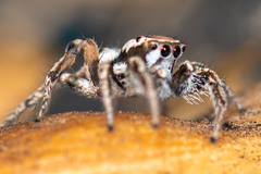 Habronattus formosus