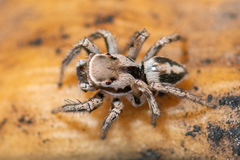 Habronattus formosus
