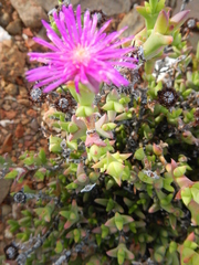 Smicrostigma viride