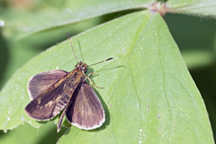 Callimormus interpunctata