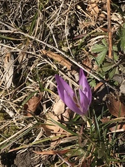 Colchicum bulbocodium