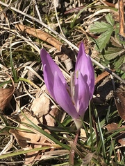 Colchicum bulbocodium