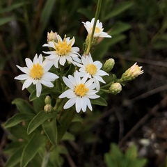 Aster baccharoides