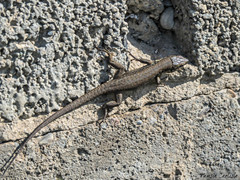 Phoenicolacerta laevis