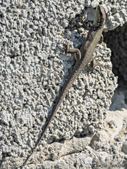 Phoenicolacerta laevis