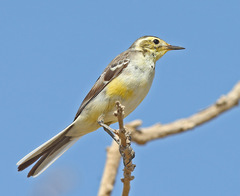 Motacilla citreola