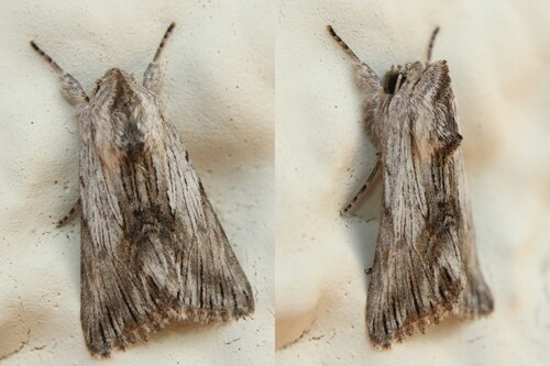 Calophasia platyptera