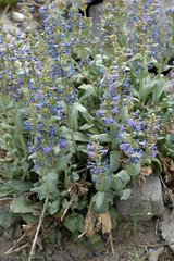 Penstemon pachyphyllus congestus