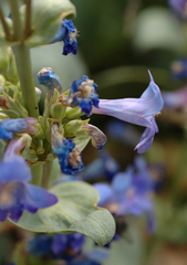Penstemon pachyphyllus congestus