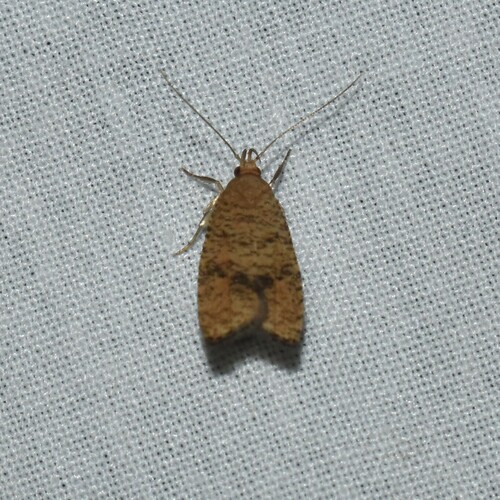 Oak Leaftier Moth photo 3