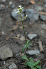 Valeriana acutiloba
