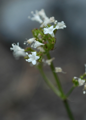 Valeriana acutiloba