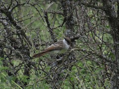 Myiarchus swainsoni