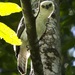 Águila Azor de Célebes - Photo (c) Lip Kee Yap, algunos derechos reservados (CC BY)
