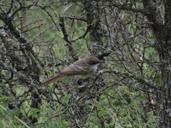 Myiarchus swainsoni