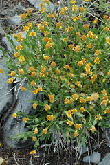 Stenotus acaulis glabratus
