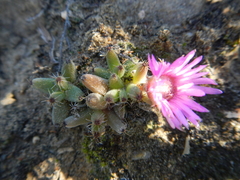 Trichodiadema marlothii