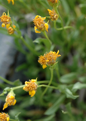 Stenotus acaulis glabratus