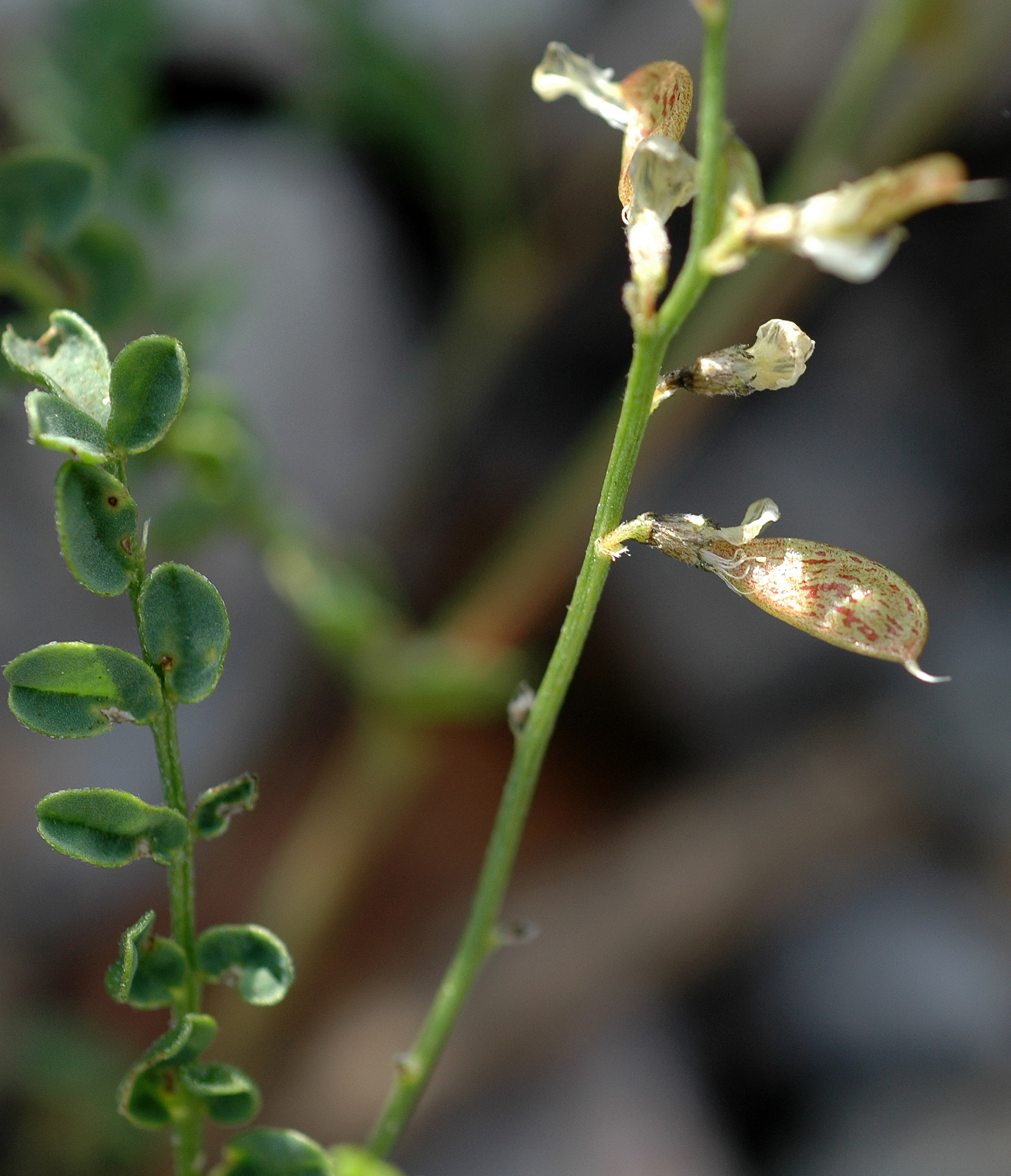 Astragalus miser var. tenuifolius
