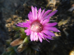 Trichodiadema marlothii